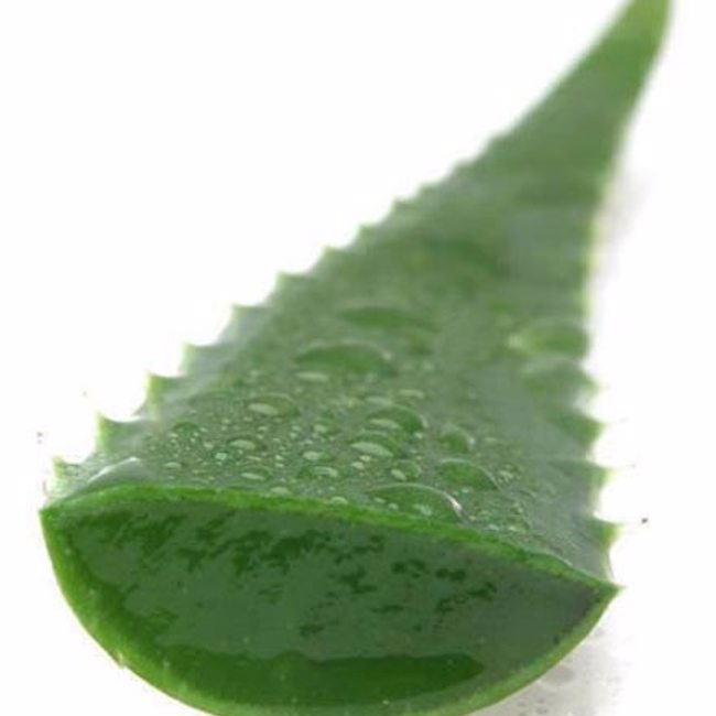 Aloe Vera: Gut Healer