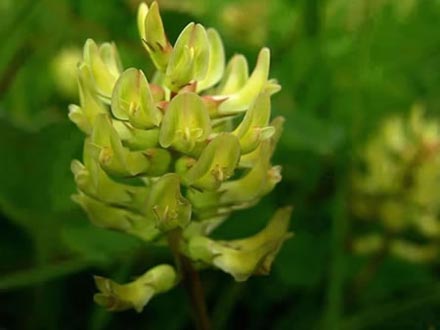 Astragalus