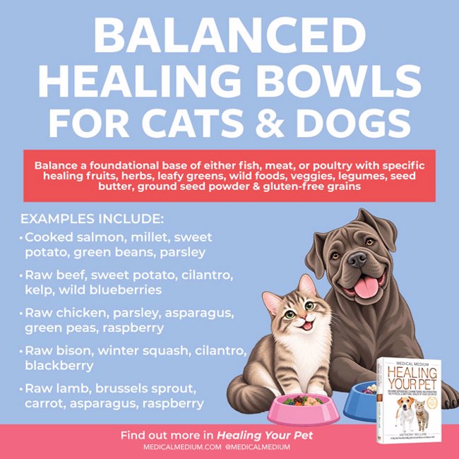 Balanced Healing Bowls For Cats And Dogs