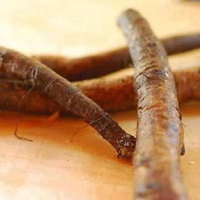 Burdock Root