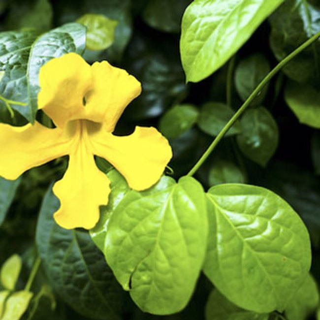 Healing Benefits of Cat's Claw 