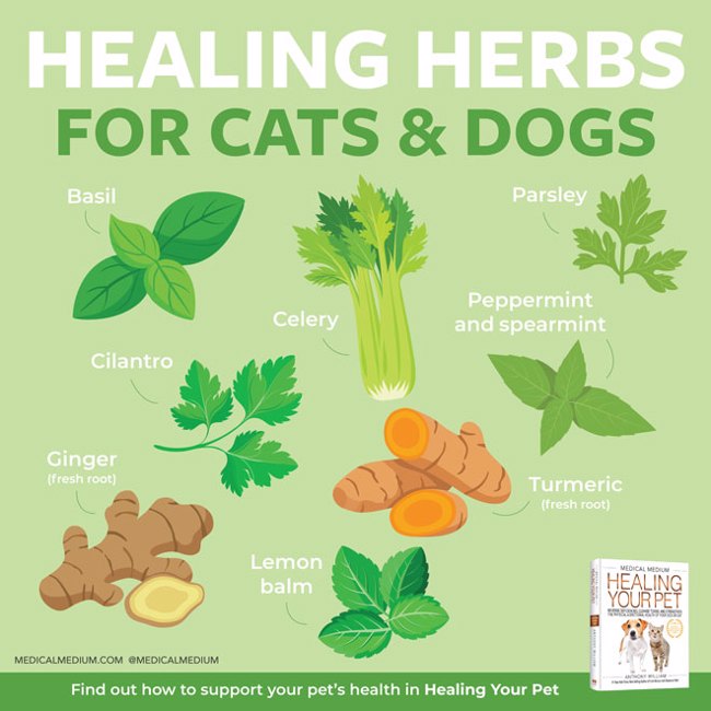 Healing Herbs For Cats And Dogs