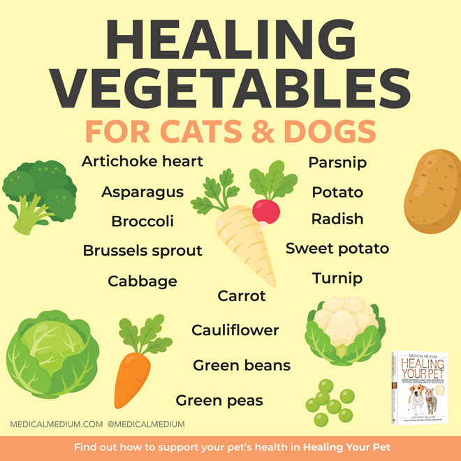 Healing Vegetables For Cats And Dogs