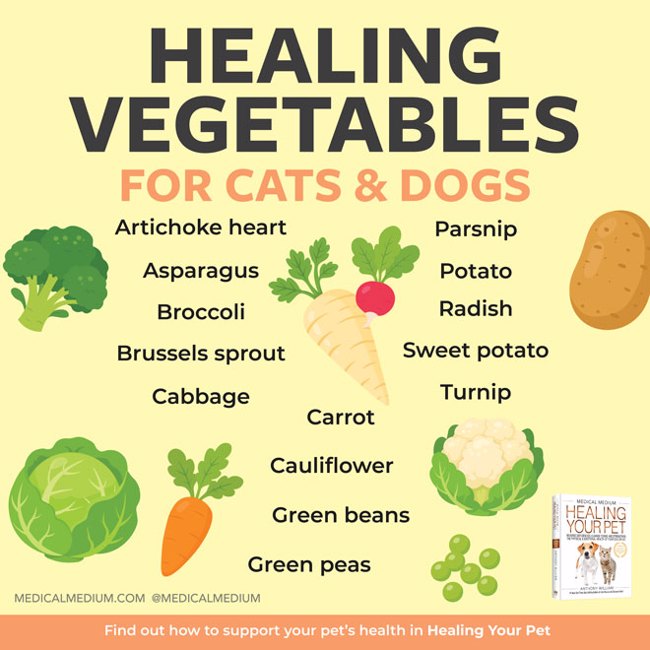 Healing Vegetables For Cats And Dogs