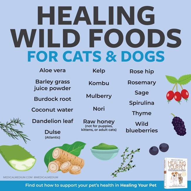 Healing Wild Foods For Cats And Dogs