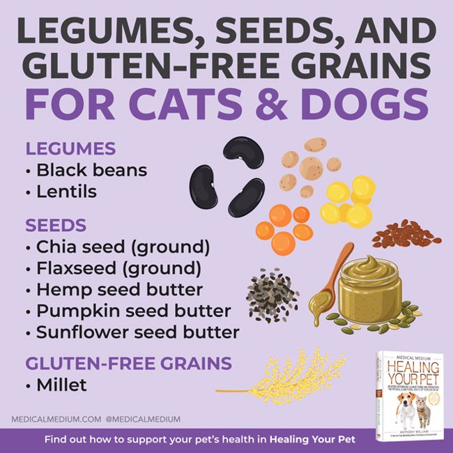 Legumes, Seeds, And Gluten-Free Grains For Cats And Dogs