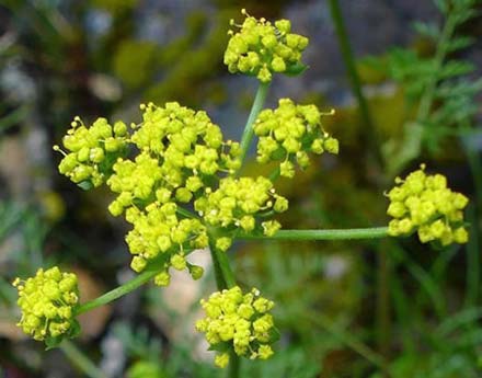 Lomatium