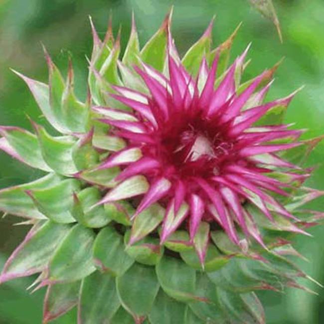 Milk Thistle