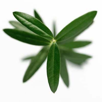 Olive Leaf