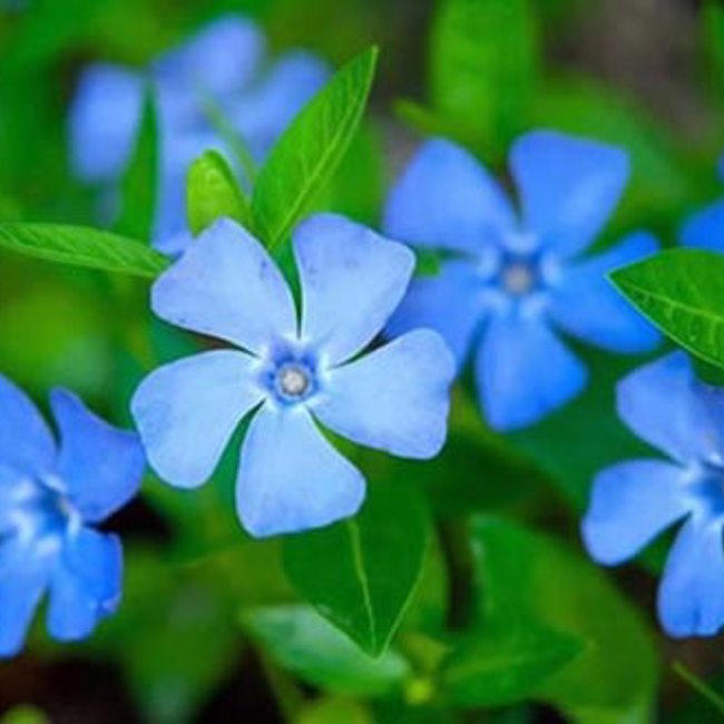 Periwinkle