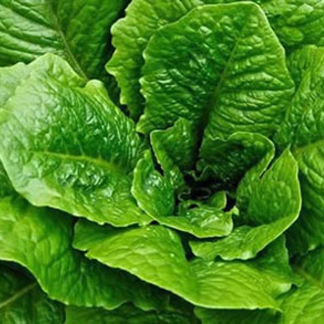 Romaine