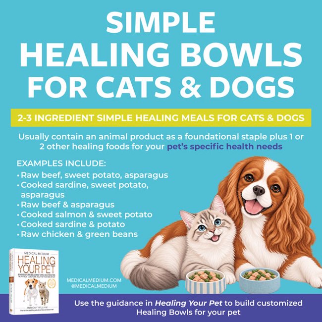 Simple Healing Bowls For Cats And Dogs