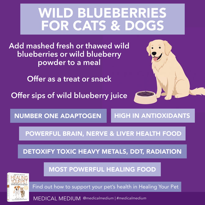 Wild Blueberries For Cats And Dogs